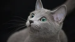 Hemligheten bakom ett långt kattliv: 5 lättskötta kattraser som lever extra länge