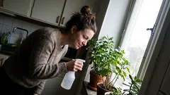 Kort berättelse: Jag trodde det var damm – sedan började jag prata med växten