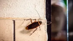 Växter mot kackerlackor: gröna hjälpare som hjälper dig att bli av med problemet