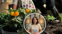 Tomater på vintern är möjliga: experten avslöjar knepen för skörd på fönsterbrädan