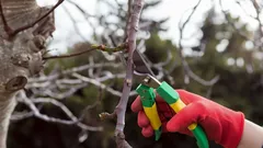 Därför ska du aldrig beskära vissa växter på vintern – experten varnar för de vanligaste misstagen