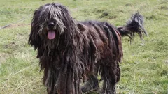 Tre olika pälstyper: Hemligheterna bakom den mest svårskötta hundrasen avslöjas