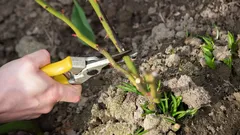 Vilka växter ska alltid beskäras i december: trädgårdsmästare har namngivit 10 arter