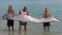 Olycksbådaren steg upp ur havet: Jätten från djupet väcker liv i legenderna som länge dolts i oceanen