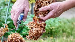 Det här ska du inte beskära i december: Experten listar 5 växter