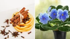 Dina växter får ny kraft: hemmagjort gödsel med bara tre ingredienser