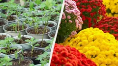 Så gör du om en enda krysantemumbuske till en hel rabatt – enkelt knep från erfarna odlare