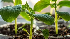 Jag sår de här grönsakerna i december och gläds åt skörden på våren: 4 sorter för tidig sådd