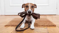 Hundar för arbetsnarkomaner: Dessa raser klarar sig utan eviga promenader och ständig uppmärksamhet