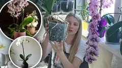 Alla krukor fungerar inte: blomsterodlaren avslöjar var du inte ska plantera dina orkidéer