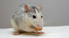 Djurgenier: 5 arter vars smarta strategier och beteenden kommer att förvåna dig