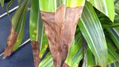 Varför torkar bladspetsarna på dina krukväxter? Vanliga orsaker och effektiva lösningar