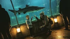 Kort berättelse: Jag öppnade munnen i akvariet – och hörde min barndom svara