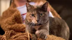 Därför trampar din katt på dig med tassarna – uppfödare avslöjar de verkliga orsakerna