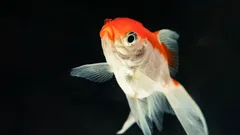 Fiskar minns inget och hundar ser inga färger: 10 myter om djur du fortfarande tror på