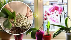Tar inte lång tid: Florist visar en effektiv metod för att omplantera orkidéer