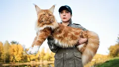 Hundar mot katter: de här raserna kan gå segrande ur den eviga kampen