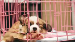 Valpens hjärtskärande gråt: vanliga ägarmisstag som förvandlar din hund till en riktig manipulatör