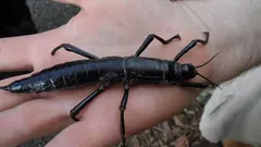 Denna insekt troddes vara utrotad i över 70 år: historien om en imponerande comeback