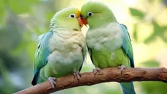 Vad har människor och papegojor gemensamt? Förvånande likheter i beteende