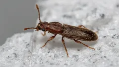 Varför får man skalbaggar i mjölet och hur blir man av med dem: enkel metod från experter