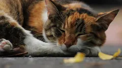 Hur de första tamkatterna kom till Kina: från vilda jägare till resenärer längs Sidenvägen