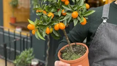 Färska citrusfrukter hemma året runt: 3 sätt att odla dem på fönsterbrädan