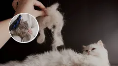 Så får du katten att fälla mindre päls – uppfödarens tips som verkligen löser problemet