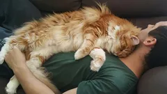 Katten sover inte på dig av kärlek – den verkliga orsaken kommer att överraska även erfarna kattägare