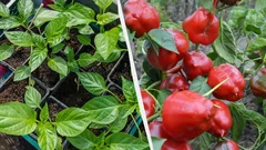 Dessa växter sås på plantor nu: varför du behöver göra det till slutet av januari