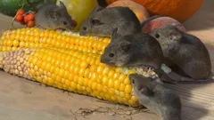 Så blir du av med möss för gott: 15 naturliga dofter som gnagare inte tål