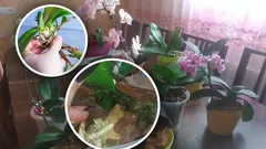 Utan stimulanser och kemikalier: Så kan orkidéer föröka sig på egen hand