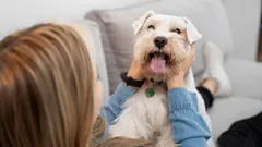 Hunden väntar på att du ska säga det här: 8 ord som gör din fyrbenta vän överlycklig