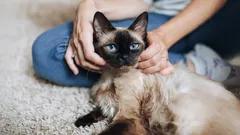 Kattens hemligheter: De här 3 raserna är kapabla till gränslös trohet