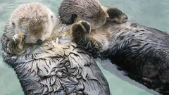 Sötaste instinkten: Varför håller uttrar varandra i tassen när de sover?