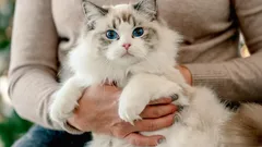 Kattens själs hemligheter: De här 3 kattraserna är allra mest trogna