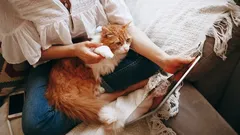 Varför katten dras just till dig – zoologer avslöjar hemligheterna bakom deras anknytning