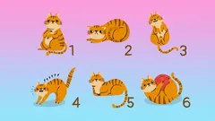 Välj en katt och upptäck dolda sidor av din personlighet – nytt test från psykologer