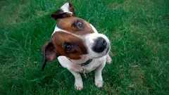 Varför lutar din hund huvudet när du pratar med den – vad händer egentligen i hundens hjärna?