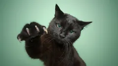 Eleganta, mystiska och underskattade: Därför är svarta katter så speciella