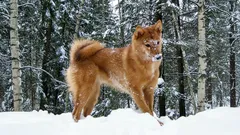 5 sällsynta hundraser du aldrig ser i parken – de är mycket mer än bara vackra