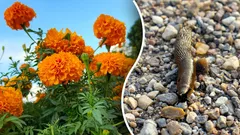 Bladlöss och sniglar kommer inte tillbaka – plantera de här 4 växterna i din trädgård