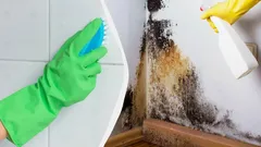 Svartmögel kommer att försvinna för alltid: en enkel huskur som städarna inte berättar om