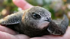 De sover i farten och äter i luften – fantastiska fåglar som inte landar på upp till tio månader